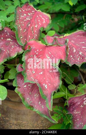 Schöne Blätter von Caladiun spp. Auf natürlichem Hintergrund. Caladium ist eine Gattung von blühenden Pflanzen in der Familie Araceae. Sie sind oft vom CO bekannt Stockfoto