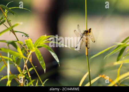 Eine Libelle thronte auf einem Zweig eines Bambus und verschlang die Überreste einer anderen toten Libelle. Stockfoto