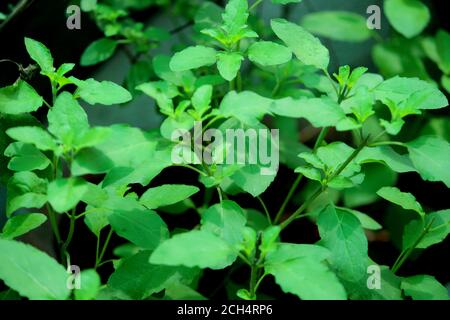 Pflanzliches Basilikum, frisches heiliges Basilikum (Ocimum sanctum) Pflanze Hintergrundbild, selektiver Fokus mit Unschärfe. Stockfoto