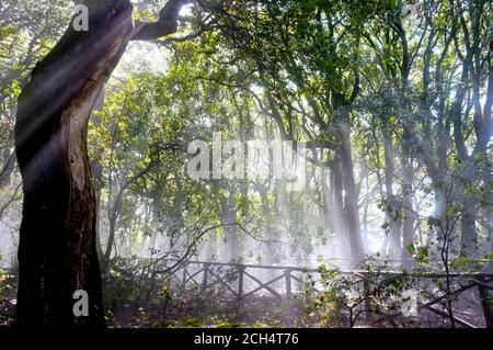 Heilige Wälder mit Nebel und Sonnenstrahlen, Santuario di San Francesco (Heiligtum des Heiligen Franziskus), Monteluco, Umbrien, Italien Stockfoto