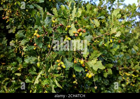 Eichel, Eiche, Quercus robur, Quercus pendunculata, viele Eicheln auf Eiche, Bayern, Deutschland, Europa Stockfoto