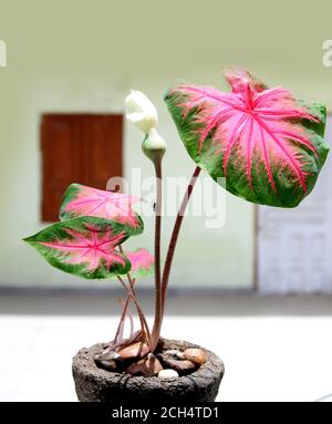 Caladium Bi Farbe mit rosa Blatt und grünen Adern (Florida Sweetheart), bunte Zierblätter von Engel Flügel oder Herz von Jesus und Elefantenohr, b Stockfoto