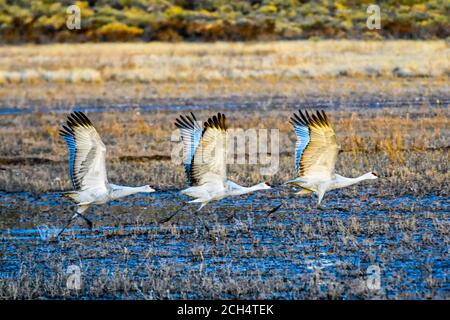 Sandhill Kräne flattern zum Start, Bosque del Apache National Wildlife Refuge, New Mexico Stockfoto