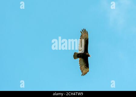 Ein Geier im Flug gegen einen klaren blauen Himmel Stockfoto