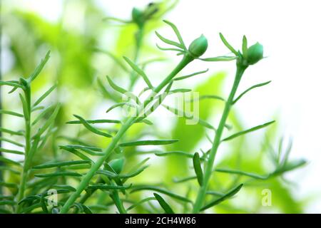 portulaca Blume Knospen, Moos Rose Blume Pflanze Knospen Hintergrund Stockfoto