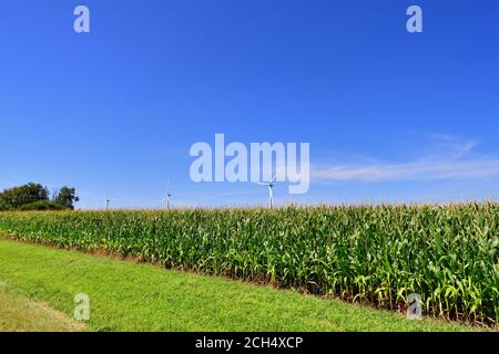 Malta, Illinois, USA. Windturbinen werden von einem reifen Maisanbau auf einem nordöstlichen Illinois-Bauernhof begleitet. Stockfoto