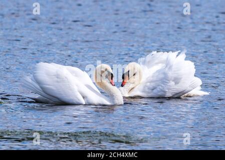 Ein reifes Mute Swan-Paar, das sich in einem intimen Paarungstanz engagiert. Stockfoto