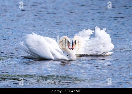 Ein reifes Mute Swan-Paar, das sich in einem intimen Paarungstanz engagiert. Stockfoto