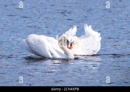 Ein reifes Mute Swan-Paar, das sich in einem intimen Paarungstanz engagiert. Stockfoto