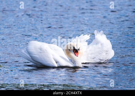 Ein reifes Mute Swan-Paar, das sich in einem intimen Paarungstanz engagiert. Stockfoto