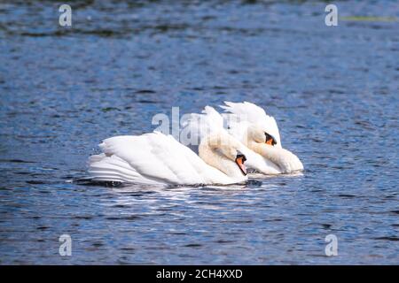 Ein reifes Mute Swan-Paar, das sich in einem intimen Paarungstanz engagiert. Stockfoto