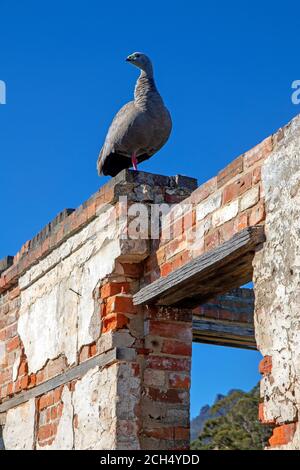 Cape Barren Gans auf einem zerstörten Gebäude in Darlington On Maria Island Stockfoto