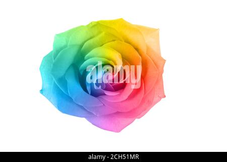 Schöne Regenbogen Rosenblume auf weißem Hintergrund Stockfoto
