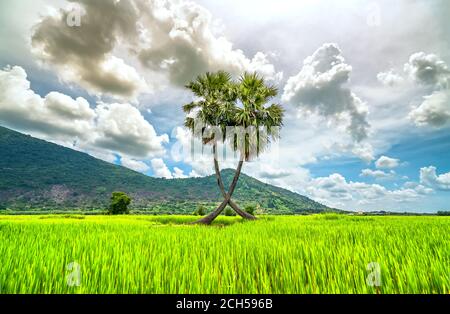 Zucker Palmen Baum in einem Reisfeld mit einem schönen Bergkulisse Stockfoto