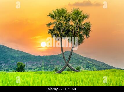 Bunte Sonnenuntergang Zuckerpalmen Baum in einem Reisfeld mit Eine wunderschöne Bergkulisse Stockfoto