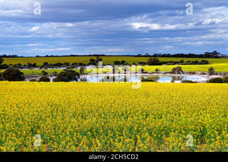 Rapsfelder mit Salzseen, Lachsgummis, Westaustralien Stockfoto