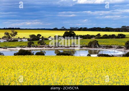 Rapsfelder mit Salzseen, Lachsgummis, Westaustralien Stockfoto