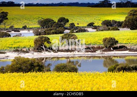 Rapsfelder mit Salzseen, Lachsgummis, Westaustralien Stockfoto