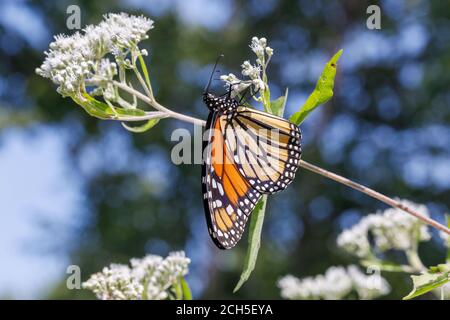 Monarch Schmetterling im Lee County Conservation Area in Montrose, Iowa Stockfoto