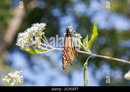 Monarch Schmetterling im Lee County Conservation Area in Montrose, Iowa Stockfoto