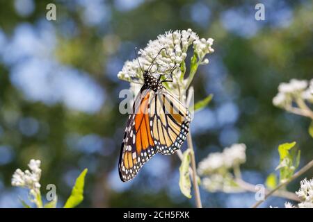 Monarch Schmetterling im Lee County Conservation Area in Montrose, Iowa Stockfoto