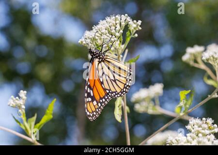 Monarch Schmetterling im Lee County Conservation Area in Montrose, Iowa Stockfoto