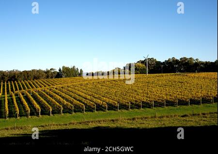 Tarrawarra Weinberg im Herbst Stockfoto
