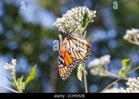 Monarch Schmetterling im Lee County Conservation Area in Montrose, Iowa Stockfoto