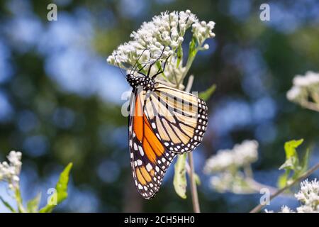 Monarch Schmetterling im Lee County Conservation Area in Montrose, Iowa Stockfoto