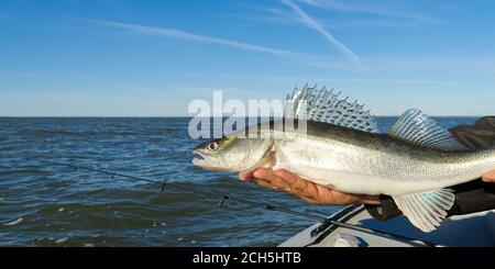 Fischer hält einen gefangenen Zander oder Zander in den Händen vor dem Hintergrund der Ostsee. Fishing Catch and Release Konzept. Zander über Freiheit. Stockfoto
