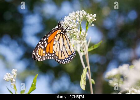 Monarch Schmetterling im Lee County Conservation Area in Montrose, Iowa Stockfoto