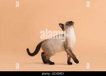 Niedliche Thai Katze auf Farbe Hintergrund Stockfoto