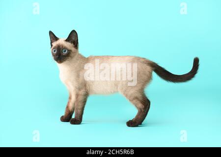 Niedliche Thai Katze auf Farbe Hintergrund Stockfoto