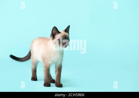 Niedliche Thai Katze auf Farbe Hintergrund Stockfoto