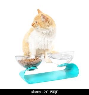 Niedliche Katze und Schalen mit Essen und Trinken auf weiß Hintergrund Stockfoto