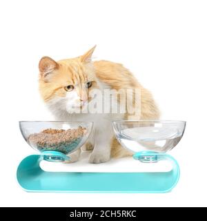 Niedliche Katze und Schalen mit Essen und Trinken auf weiß Hintergrund Stockfoto
