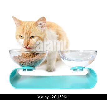 Süße Katze Essen aus der Schüssel auf weißem Hintergrund Stockfoto