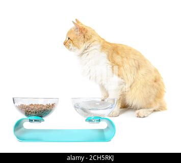 Niedliche Katze und Schalen mit Essen und Trinken auf weiß Hintergrund Stockfoto