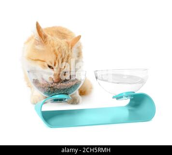 Süße Katze Essen aus der Schüssel auf weißem Hintergrund Stockfoto