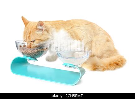 Süße Katze Essen aus der Schüssel auf weißem Hintergrund Stockfoto