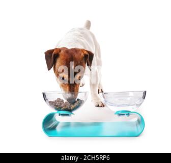 Niedlichen Hund essen aus Schüssel auf weißem Hintergrund Stockfoto