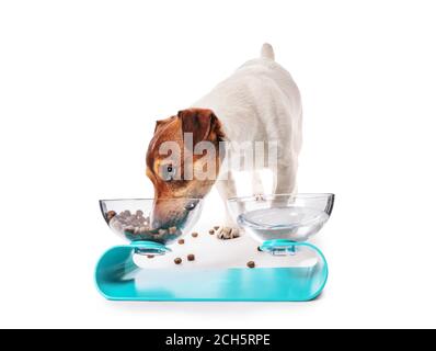 Niedlichen Hund essen aus Schüssel auf weißem Hintergrund Stockfoto