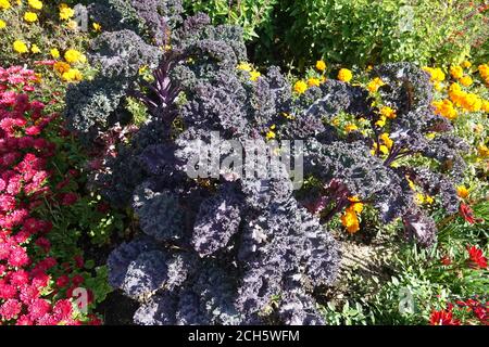 Dekoratives violettes Grünkohl Brassica oleracea 'Redbor' Blumenbeet Gartenrand September Sommer Blumenbeet Bunte gemischte Pflanzen Bunte Blumen Kohl Stockfoto