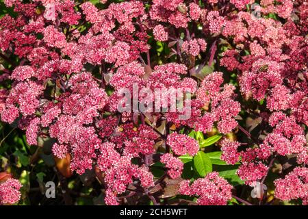 Sedum blüht Sedum Xenox-Sorte 'Karfunkelstein' September blüht Hylotelephium telephium Sedum Atropurpureum Group Stockfoto