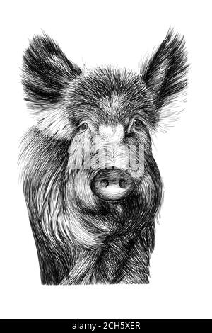 Handgezeichnetes Wildschwein-Porträt, Skizzengrafik monochrome Illustration auf weißem Hintergrund (Originale, keine Zeichnung) Stockfoto