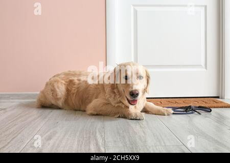 Netter Labrador Hund mit Blei in der Halle Stockfoto