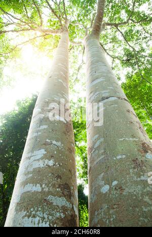 Blick in den niedrigen Winkel auf zwei große banyan-Bäume, die in einem tropischen Wald wachsen. Konzentrieren Sie sich auf den Stamm des banyan-Baumes. Stockfoto