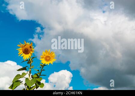 Zwei lebendige Sonnenblumen gegen blauen Himmel mit Wolken. Stockfoto