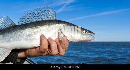 Fischer hält einen gefangenen Zander oder Zander in den Händen vor dem Hintergrund der Ostsee. Fishing Catch and Release Konzept. Zander über Freiheit. Stockfoto