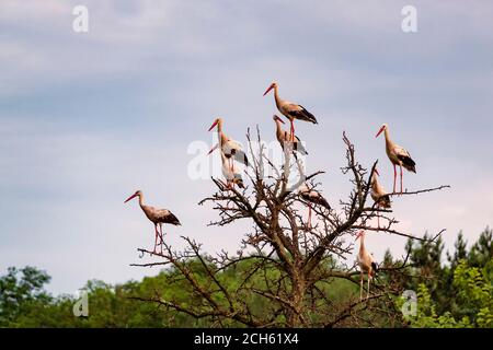 Schar von Störchen auf dem trockenen Baum. Wildlife Foto. Stockfoto